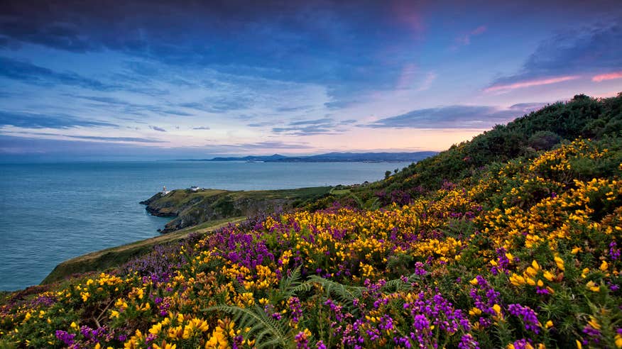 Ramble through wildflowers and alongside cliff edges on the Howth Cliff Path.